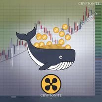 Ripple Whales Continue to Accumulate XRP: Potential for a Bull Run?
